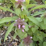 ヒメオドリコソウ