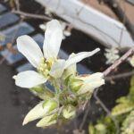 ジューンベリー