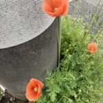 ナガミヒナゲシ