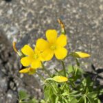 オッタチカタバミ