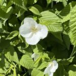 シロヤマブキ