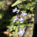 マツバウンラン