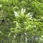 ウワミズザクラ