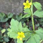 キツネノボタン