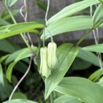 ホウチャクソウ