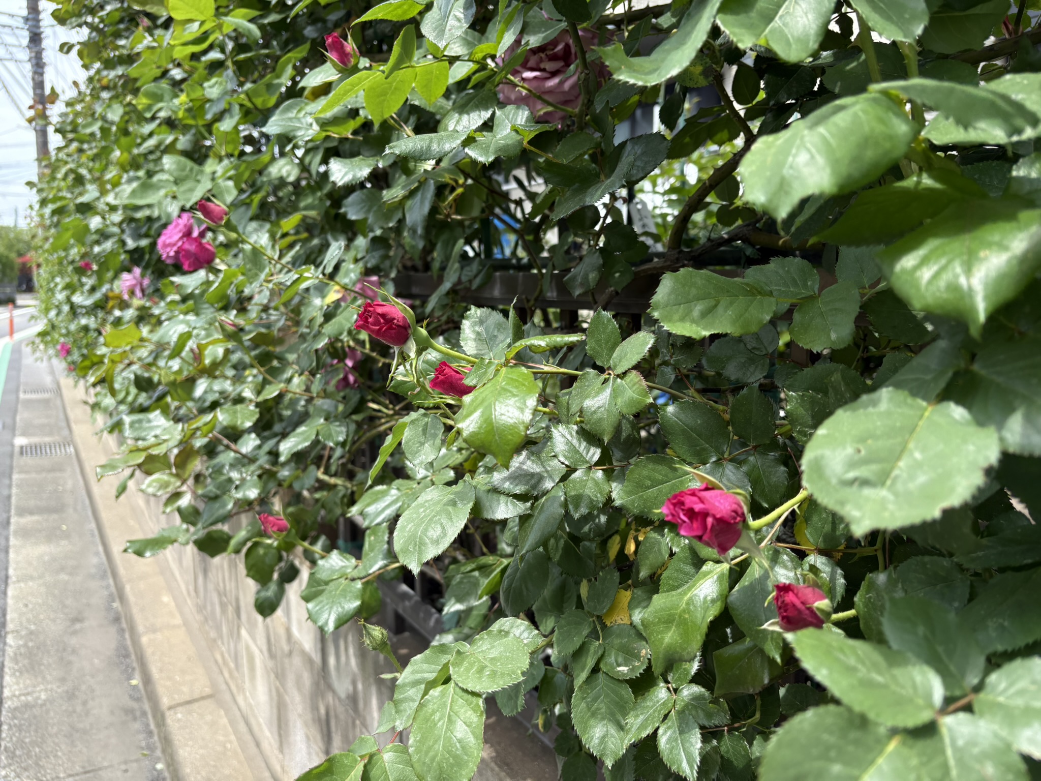 バラの名園 満開はもうすぐです 205-04-22