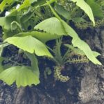 04-23ichouobana