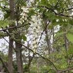 04-25niseakashia