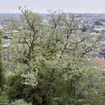 04-28niseakasia