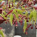4.4モミジ雌花