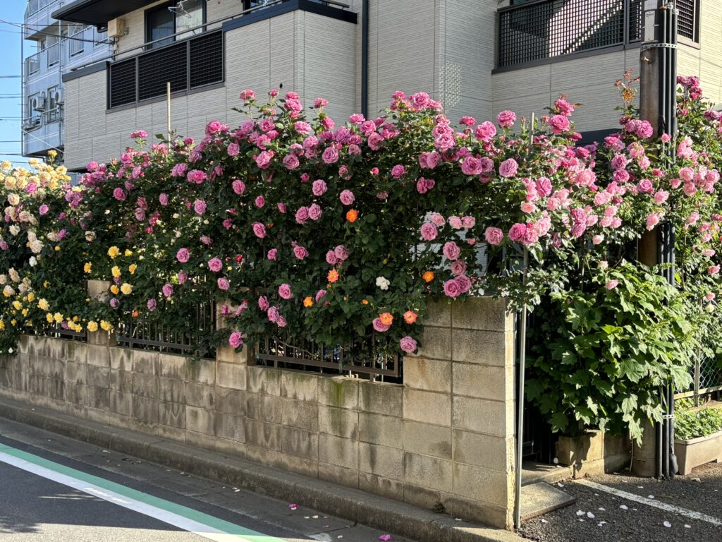 RoseForFrontpage