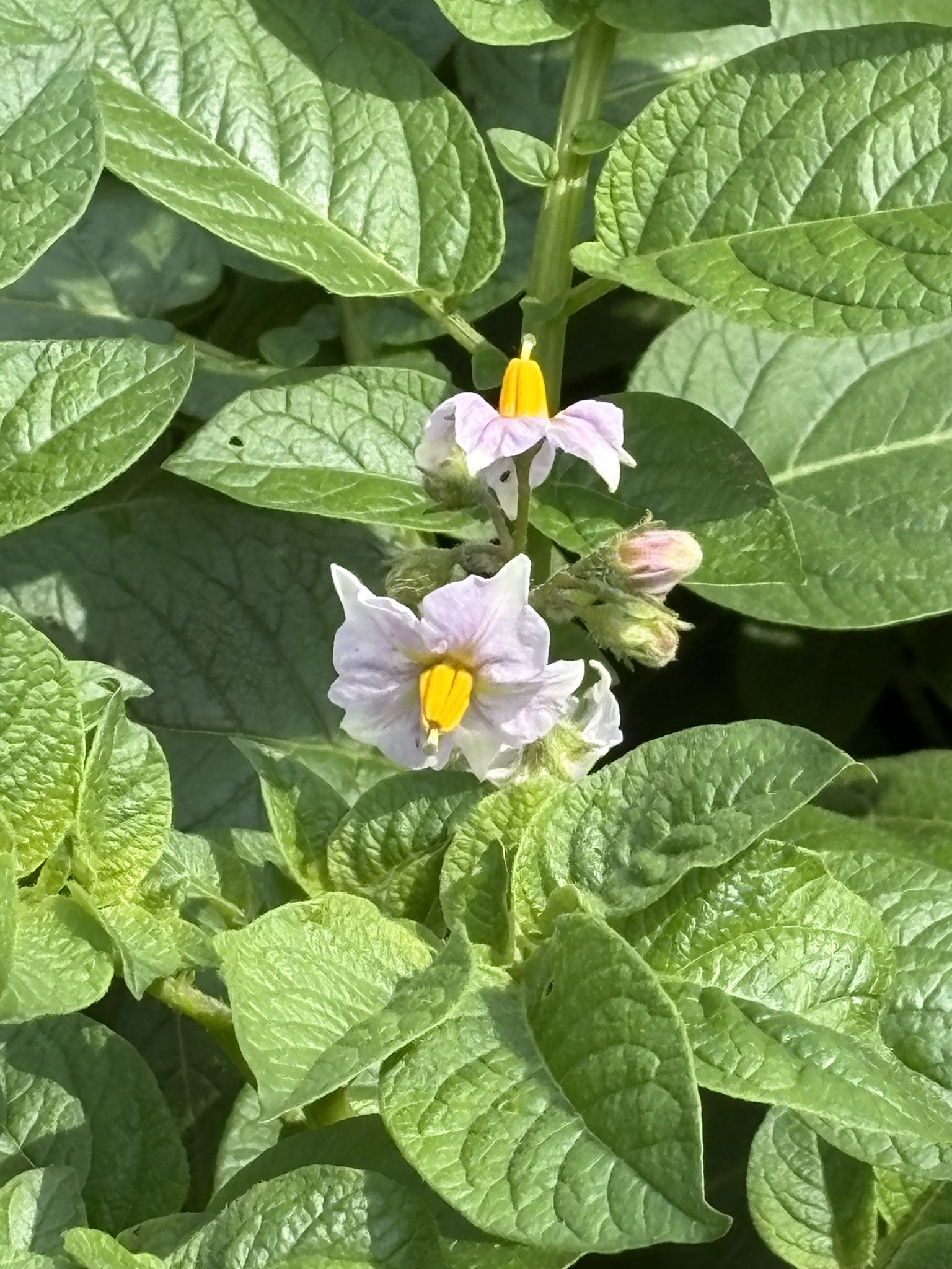 05-04jagaimo