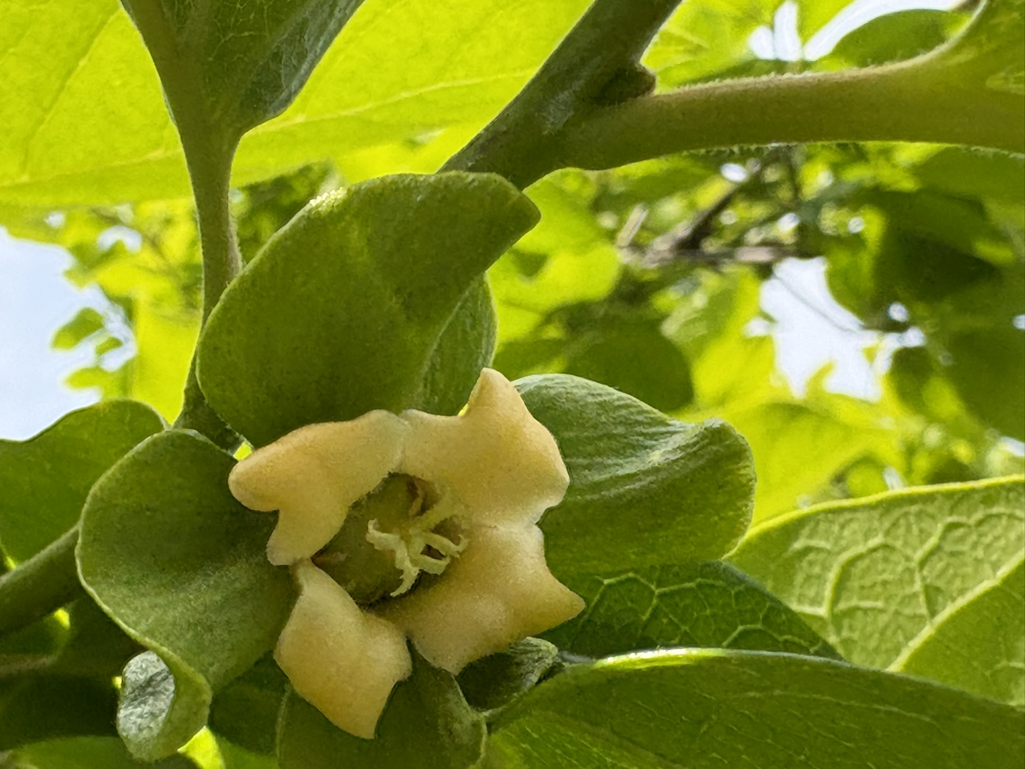 今年はカキの花が少ない？ 2025-05-04
