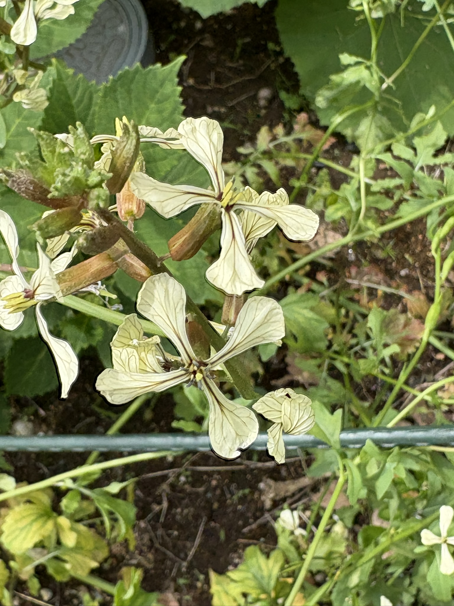 なんの花？ルッコラでした 2025-05-04
