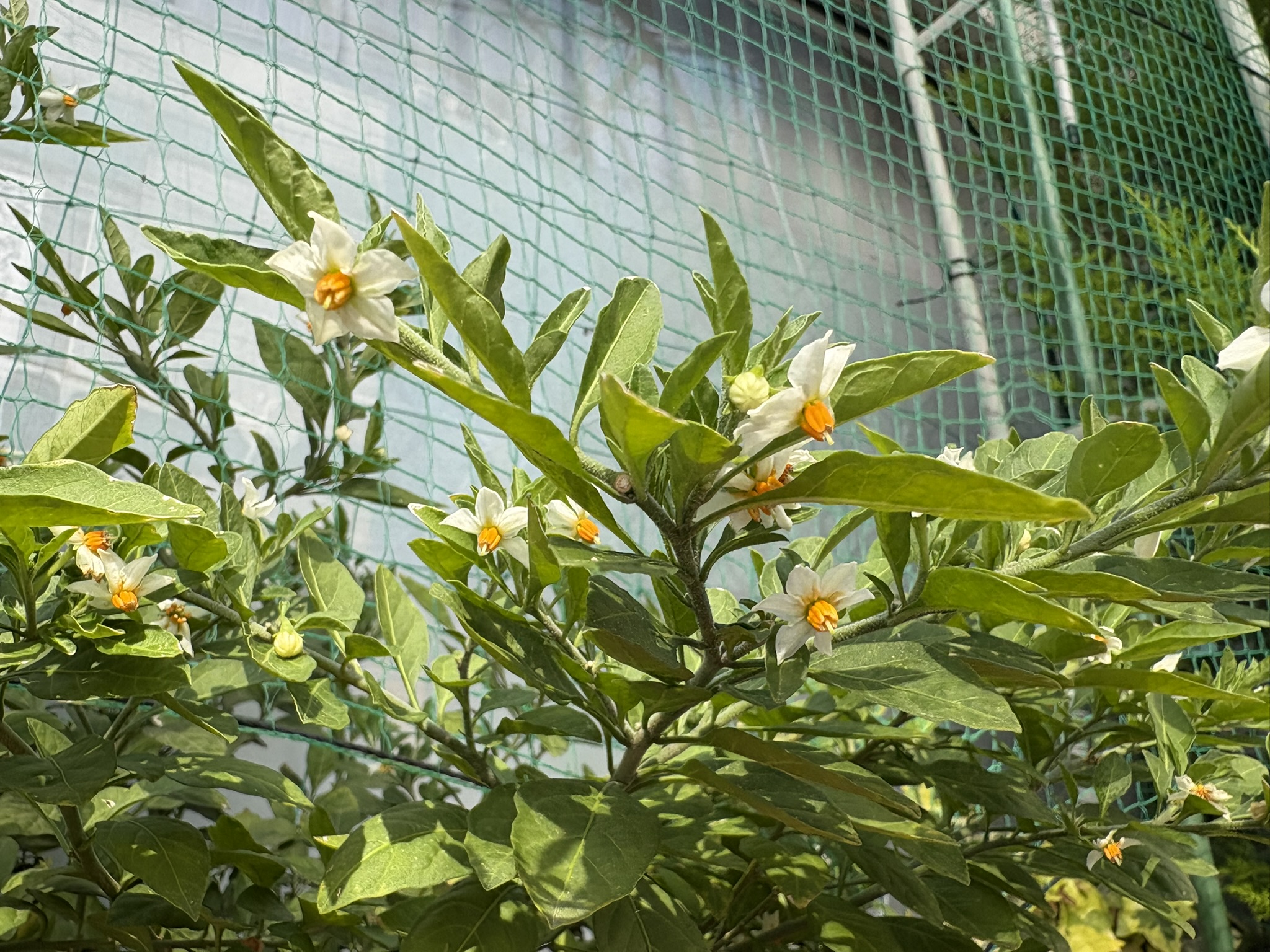 ナス科特有の花がかわいいタマサンゴ 2025-05-04