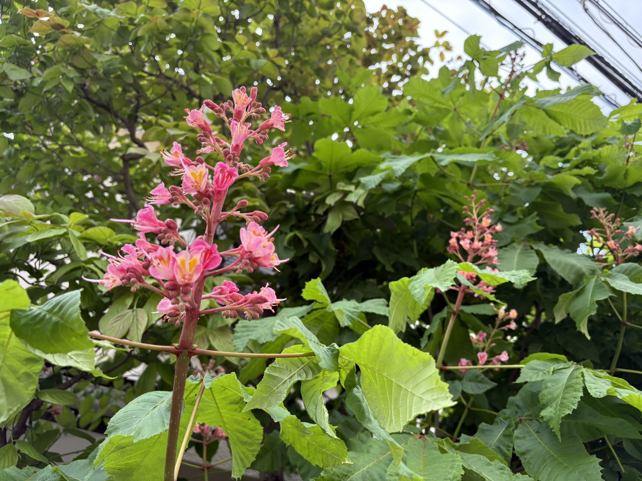 05-04totinoki