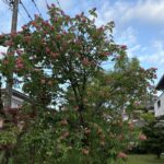 05-07benibanatotinoki