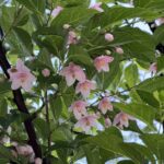 05-07egonoki