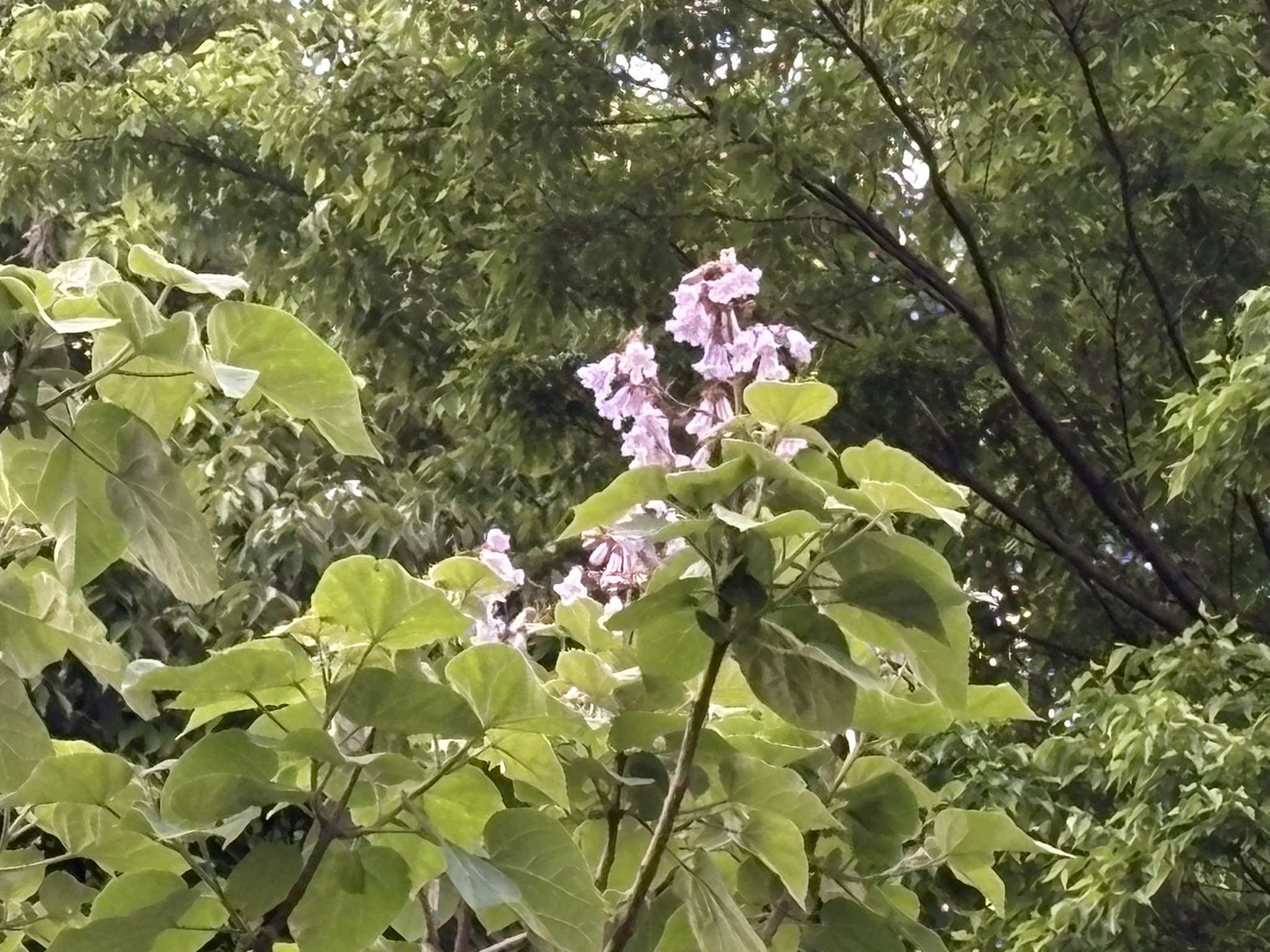 穴澤天神近くの孤高のキリ 2025-05-09