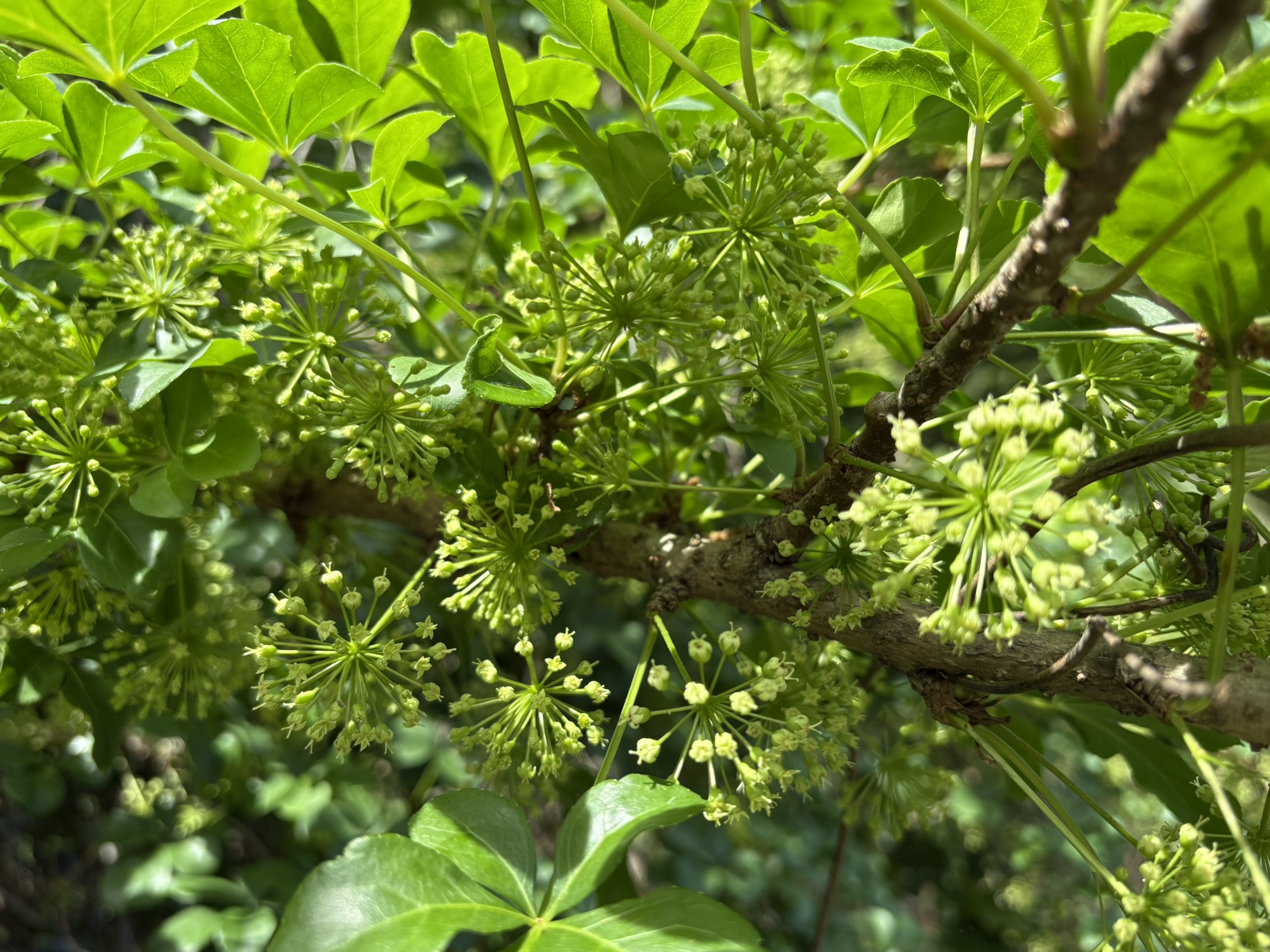菅仙谷のヤマウコギ 緑の線香花火の様な花 2025-05-11