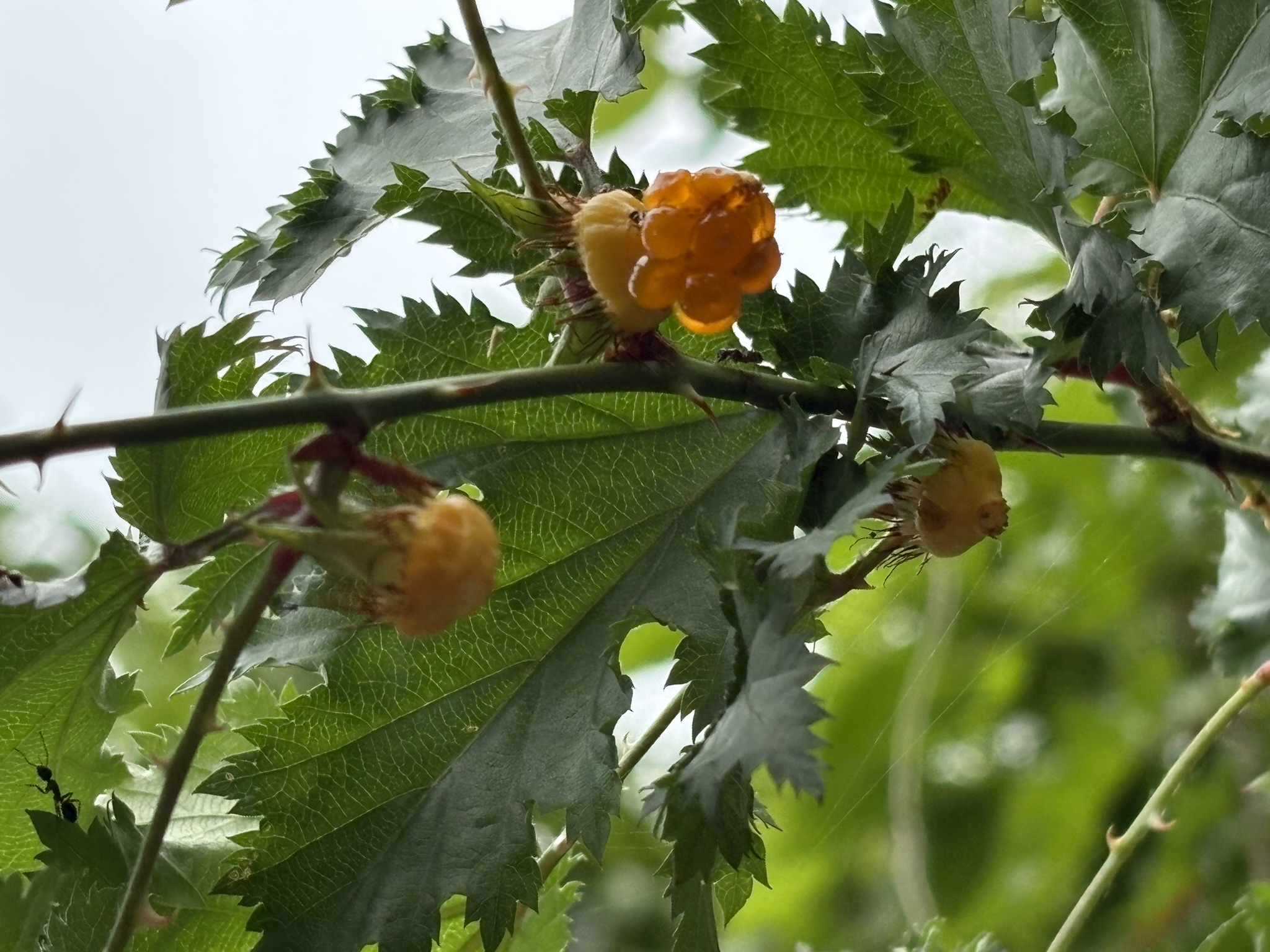 モミジイチゴ 花から実になるまで1か月 2025-05-12