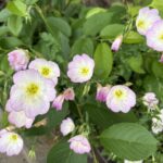 05-13hiruzakitukimiso