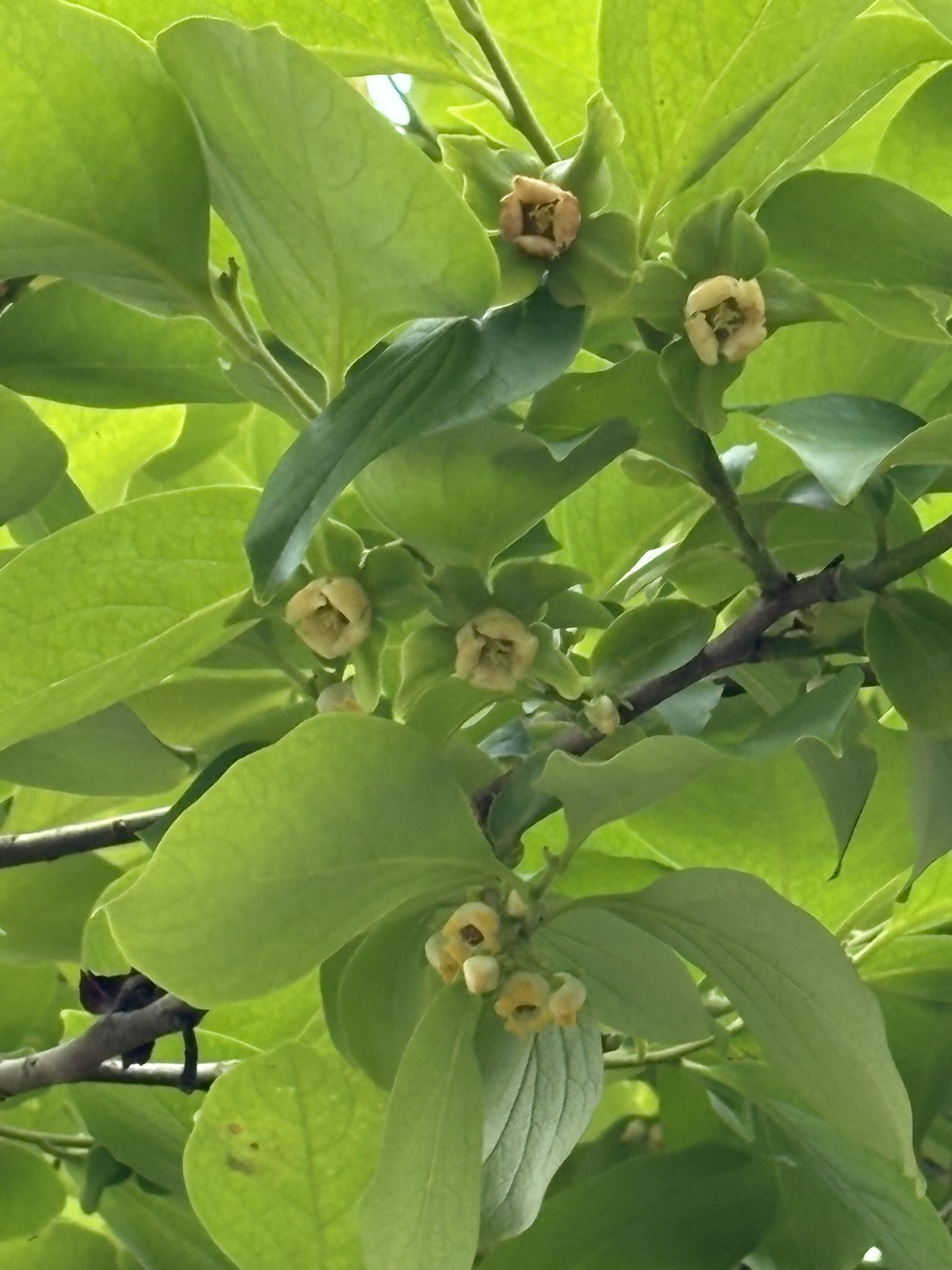 富士通のカキ 雌花と雄花を見分けよう 2025-05-13