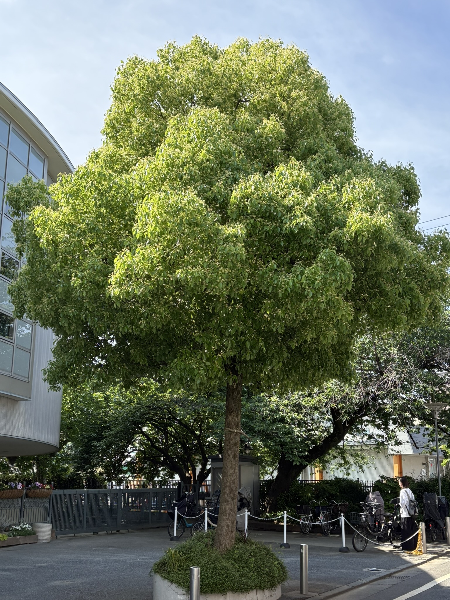 クスノキの花は爽やかでちょっと懐かしい香り 2025-05-13
