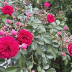 05-13rose