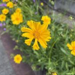 05-15ookinkeigiku