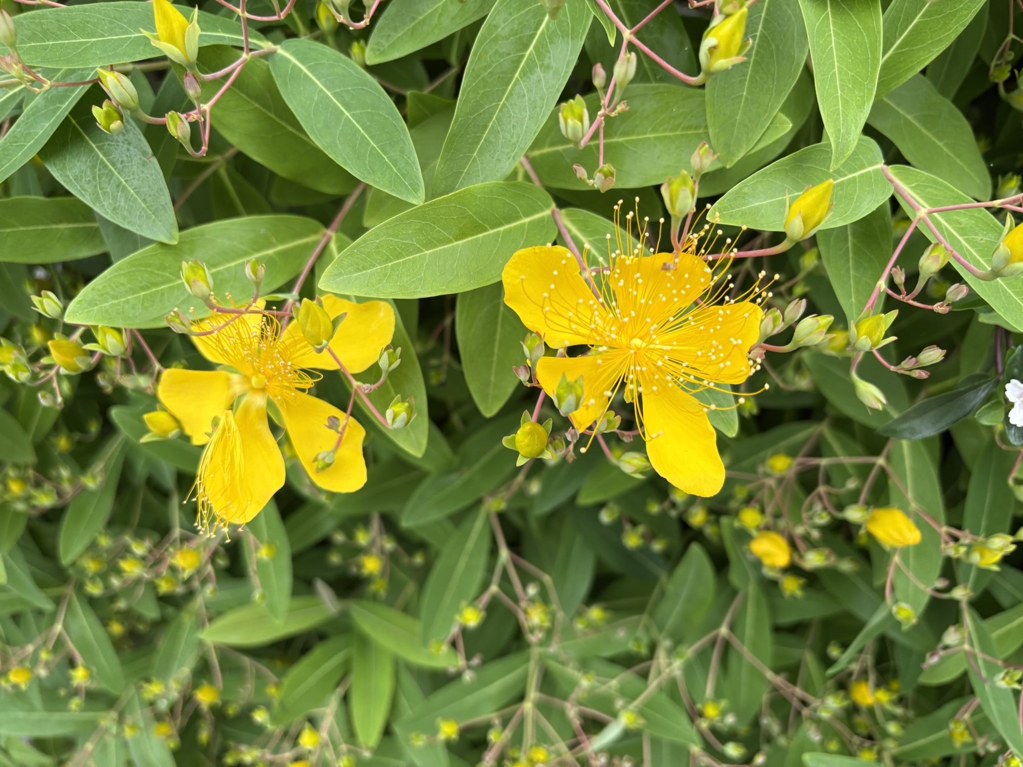 ビヨウヤナギ 年々開花が早まっている？ 2025-05-19