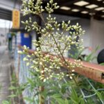 05-19nanten