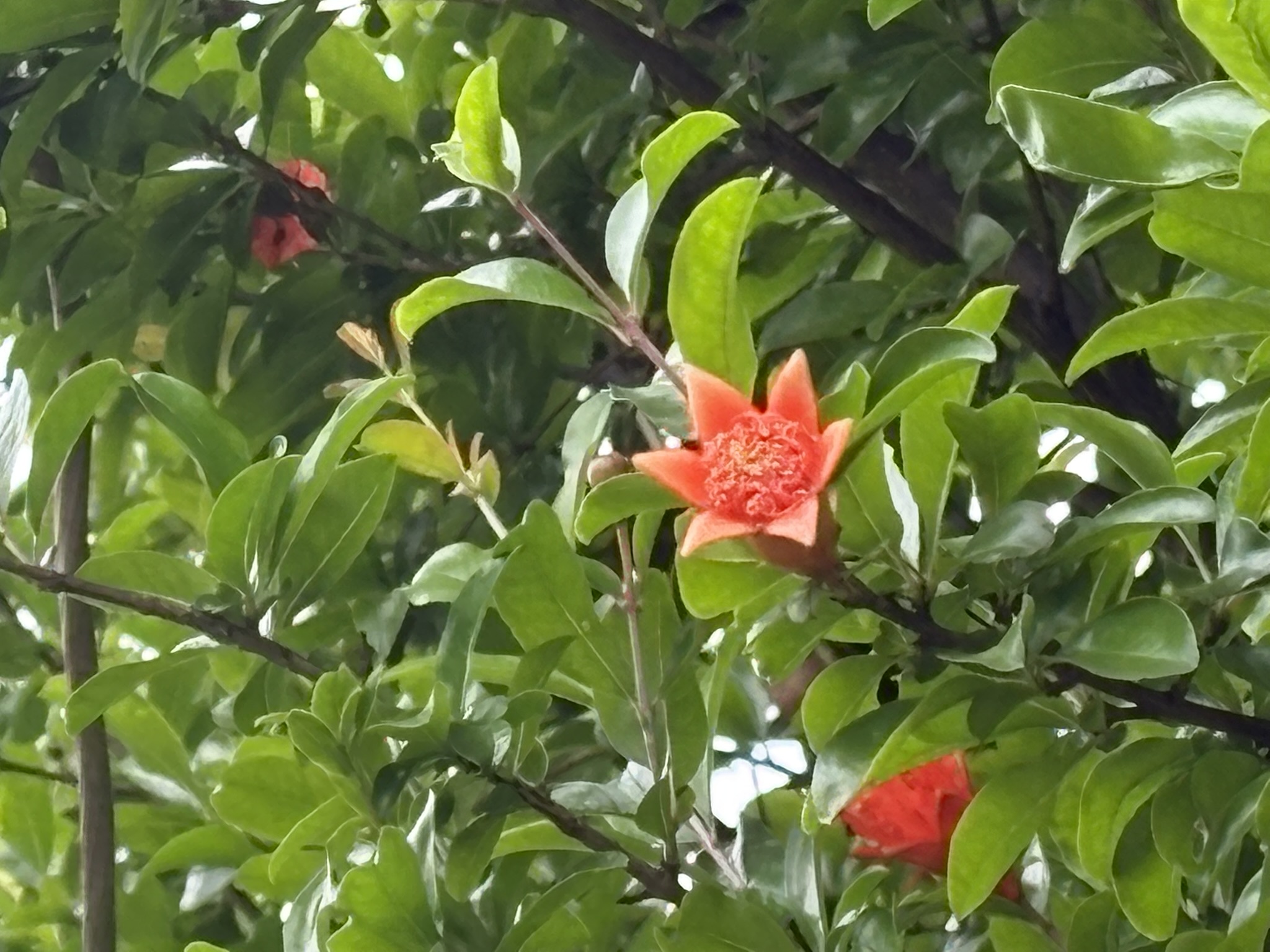 タコウインナーはザクロの花 2025-05-19
