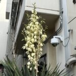 05-21yukka