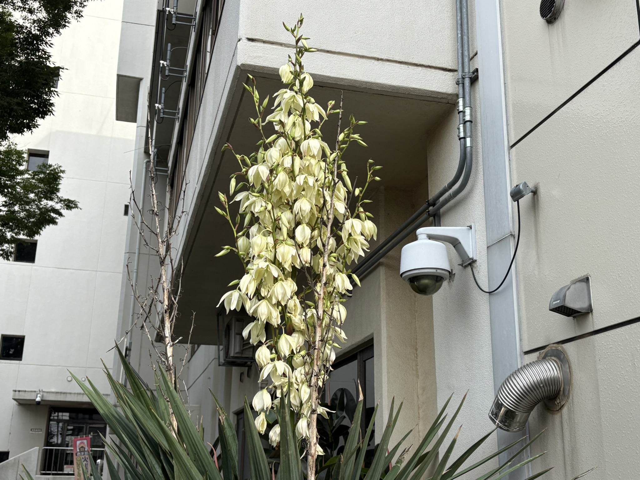 05-21yukka