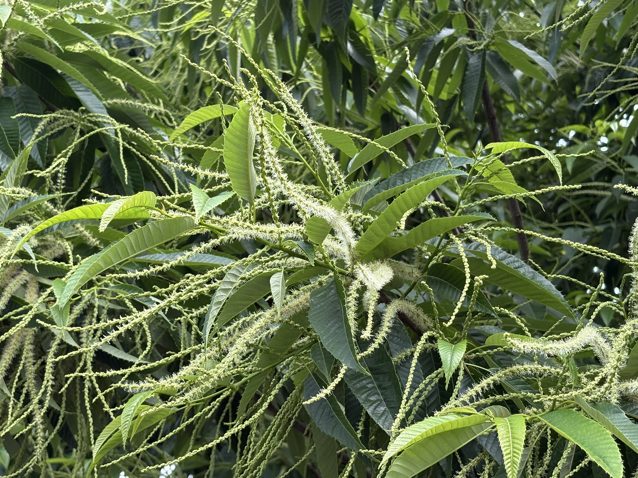 クリの花 どこが栗の実になるの？ 2025-05-23