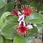 05-26feijoa