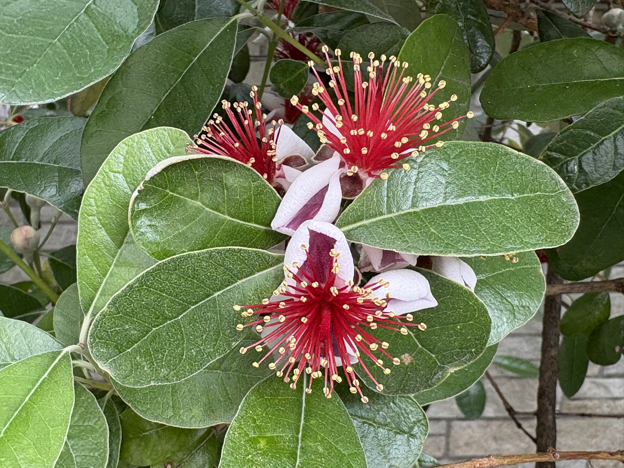 05-26feijoa