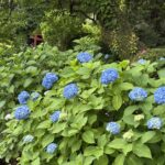 05-27ajisai