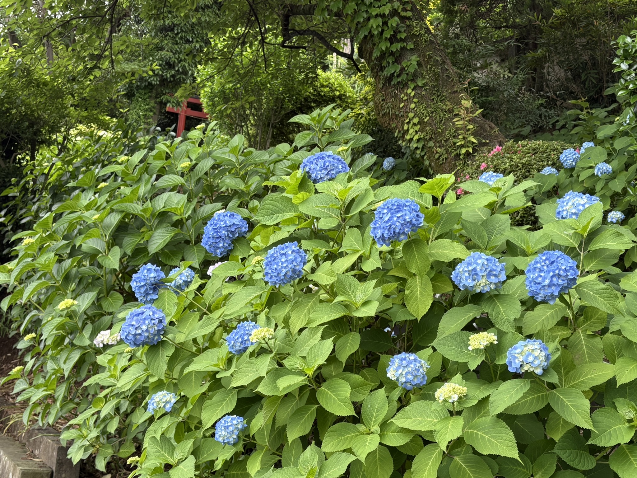05-27ajisai