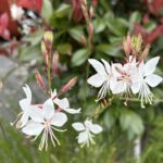 05-27hakuchousou