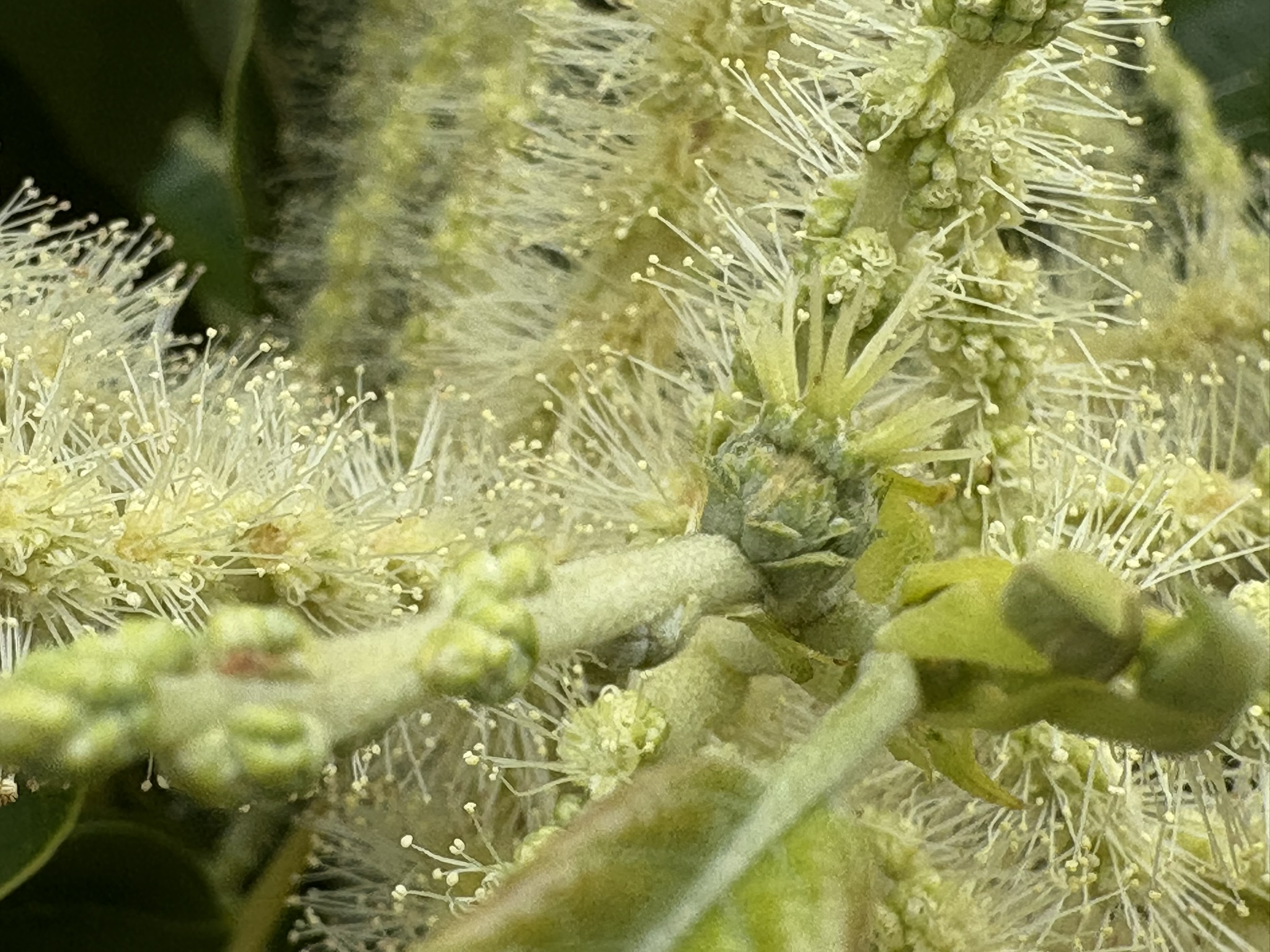 栗の雌花 小さいのにすでにイガイガが 2025-05-27