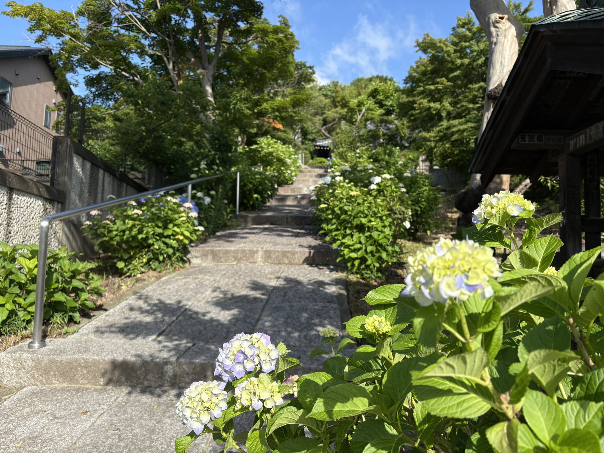 05-28ajisai