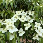 05-28yamabousi
