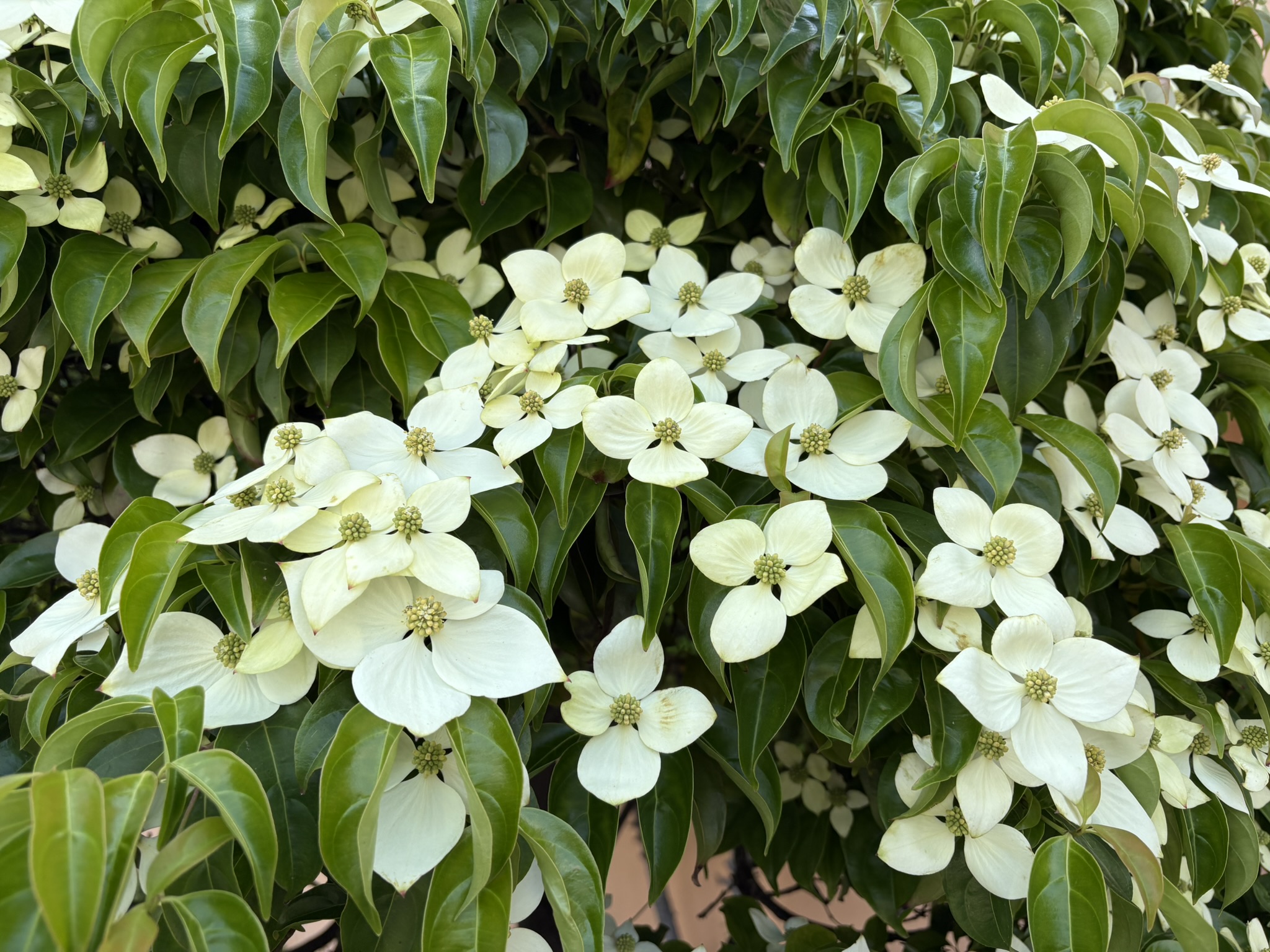 05-28yamabousi