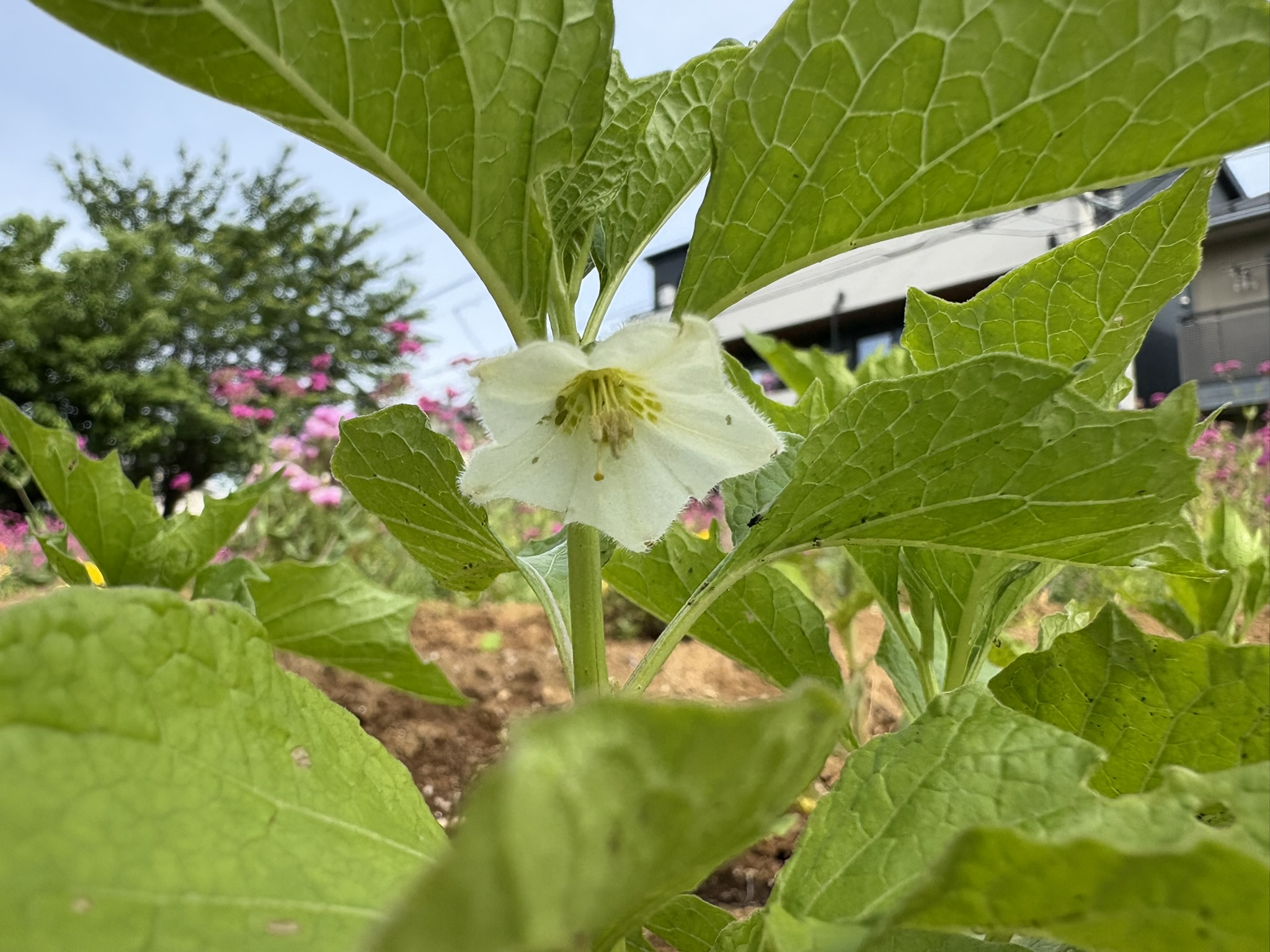 05-29houzuki