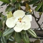 05-29taisannboku