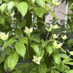 06-01tokiwayamabousi