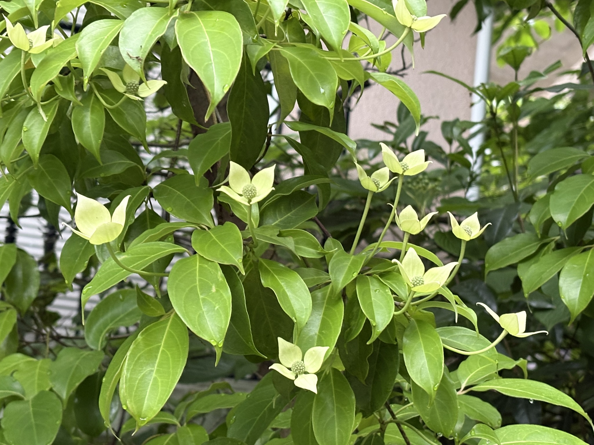 花弁に隙間があるのはトキワヤマボウシ 2025-06-01