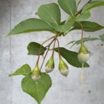 06-081egonoki